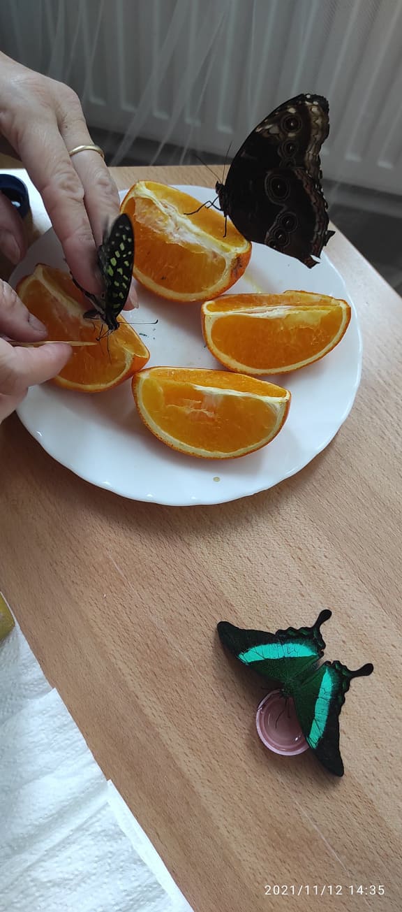1 (8)