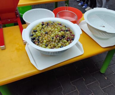 Szüret (5)