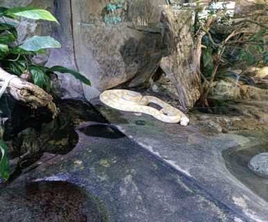 Tropicarium (12)