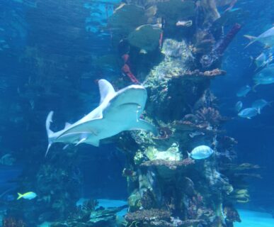 Tropicarium (15)