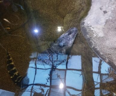 Tropicarium (16)