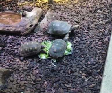 Tropicarium (2)