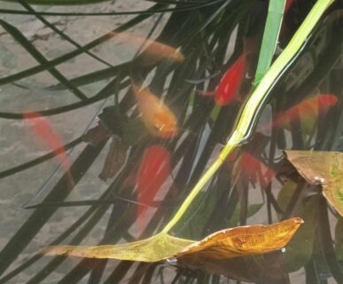 kepkonvertalo_hu_ingyenes_aa913b64-414d-43f4-9588-414433813c6a